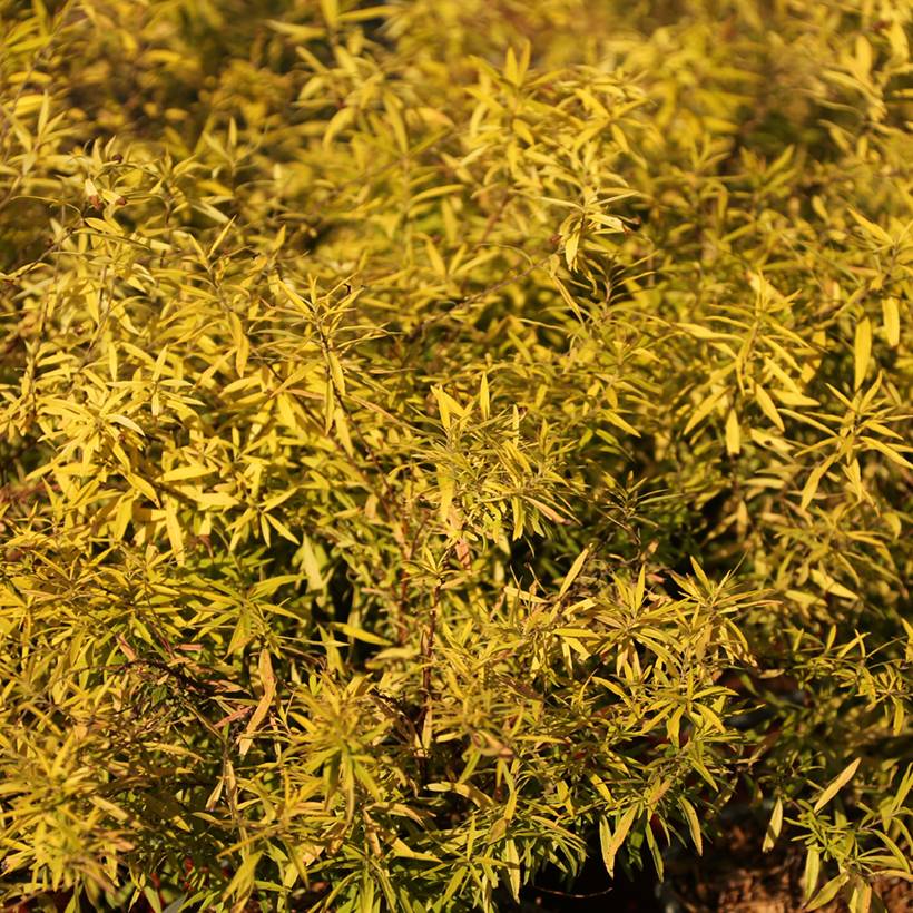 Spiraea thunbergii Ogon - Spirée de Thunberg Pot de 3L/4L - Image 1