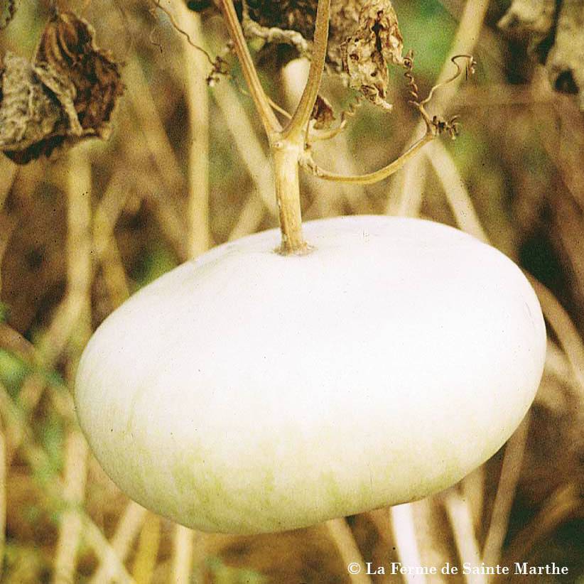 Courge Plate de Corse Bio - Ferme de Sainte Marthe le sachet de 15 graines environ (2g)