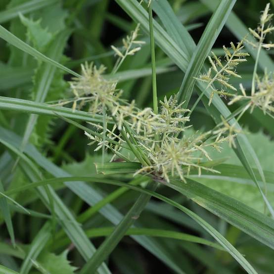 Souchet comestible à fleurs Vert - feuillage Caduc - Lot de 9 godets- hauteur à maturité De 1,00 m à 1,50 m