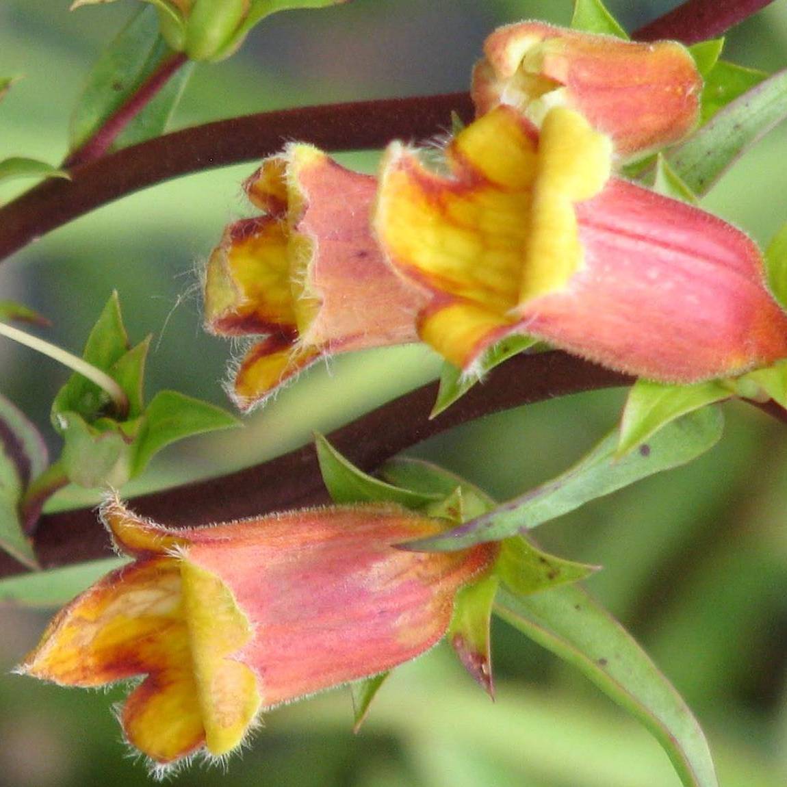 Promesse de Fleurs - Digitalis obscura - Digitale obscure Godet de 8/9 cm