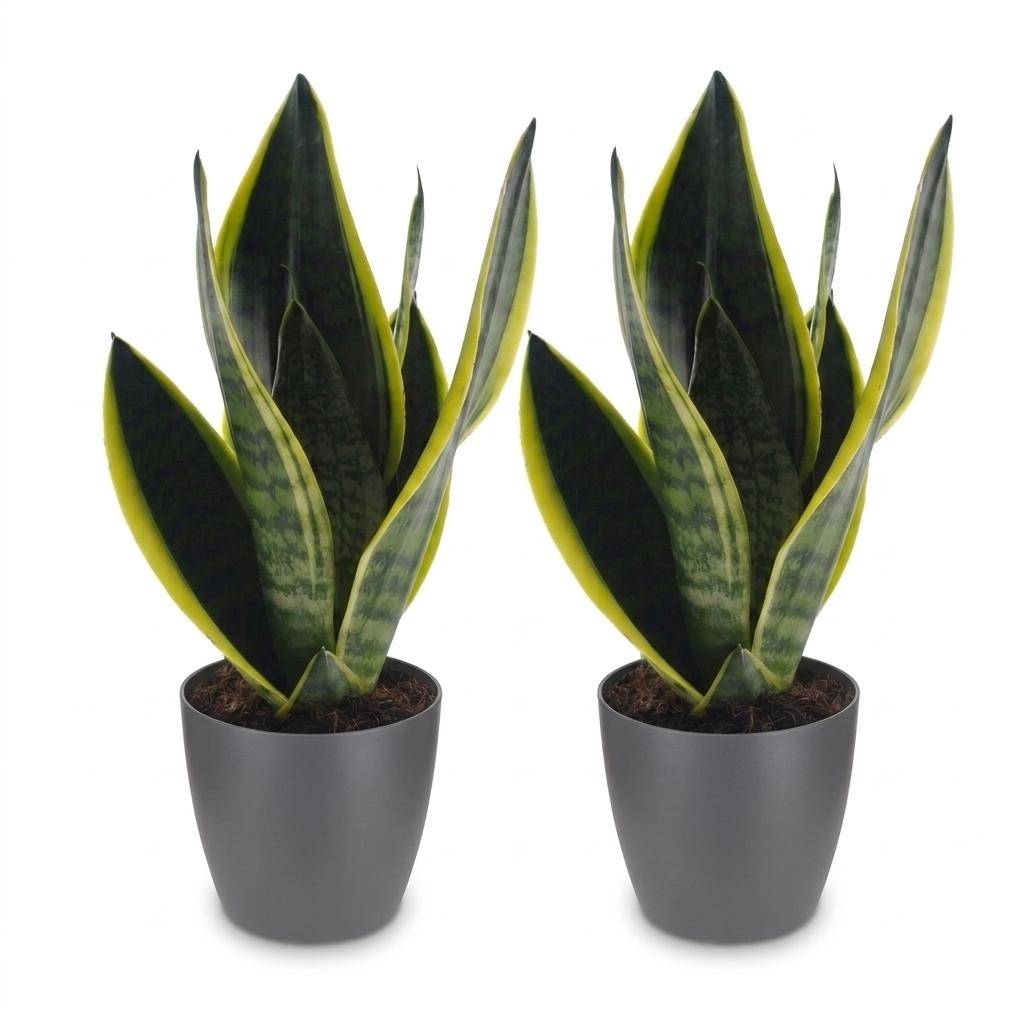 Sansevieria Futura Superba - Langue de belle-mère - Pot de 12cm - 2 plantes - Gris - Plantes d'intérieur - Image 2