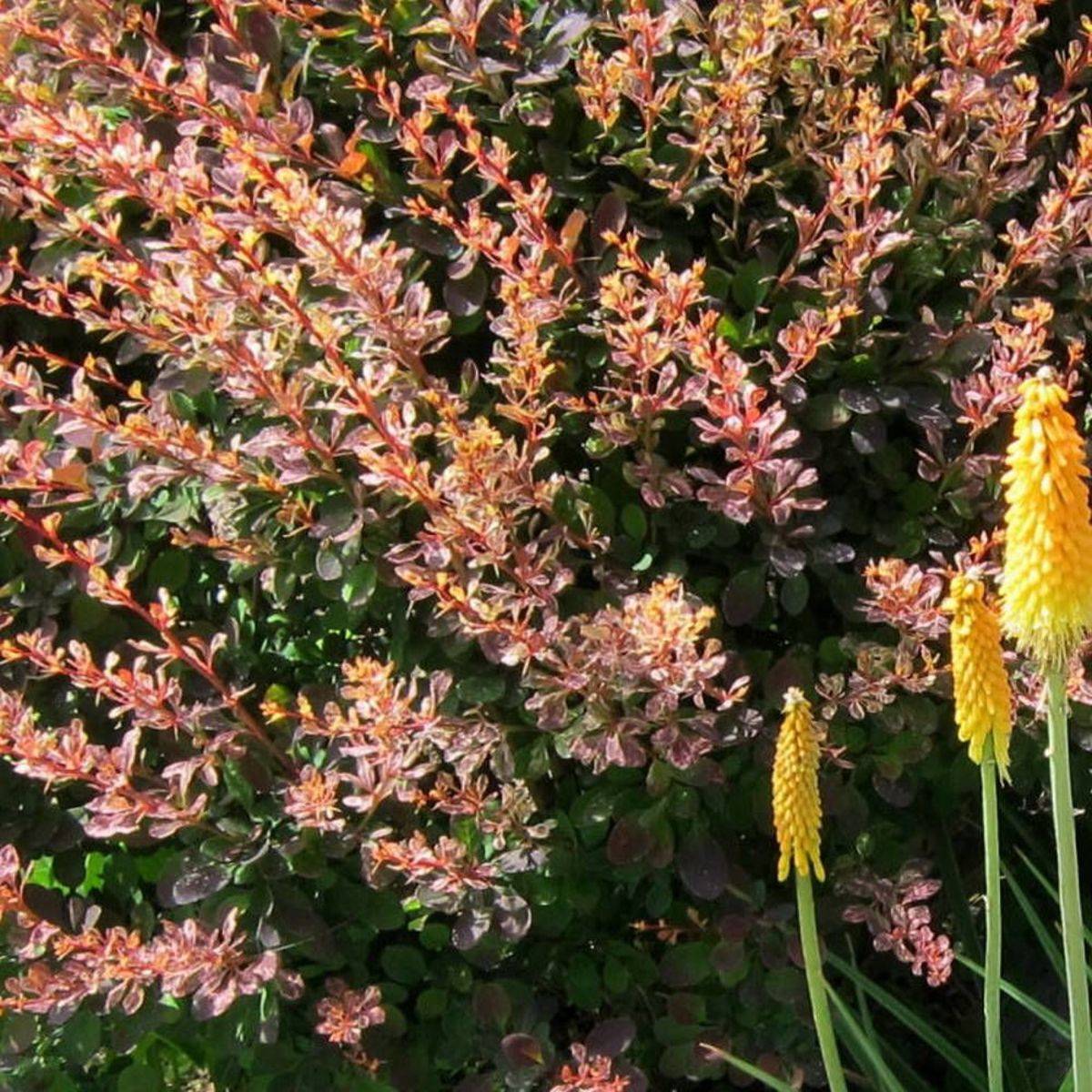 Epine-vinette thunbergii Admiration® à fleurs Orange - feuillage Persistant - Pot de 3L - 20/40 cm-  hauteur à maturité De 1,00 m à 1,50 mm