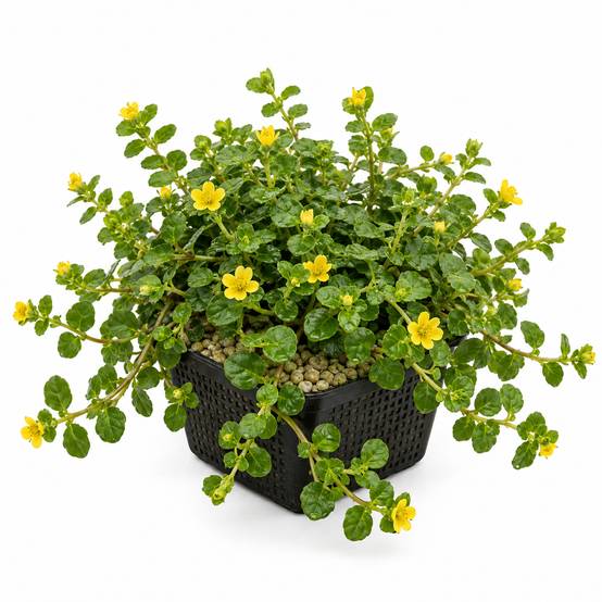 Lysimaque nummulaire - Lysimachia nummularia - Image 1