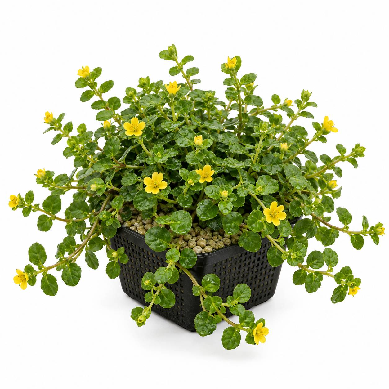 Lysimaque nummulaire - Lysimachia nummularia - Image 1