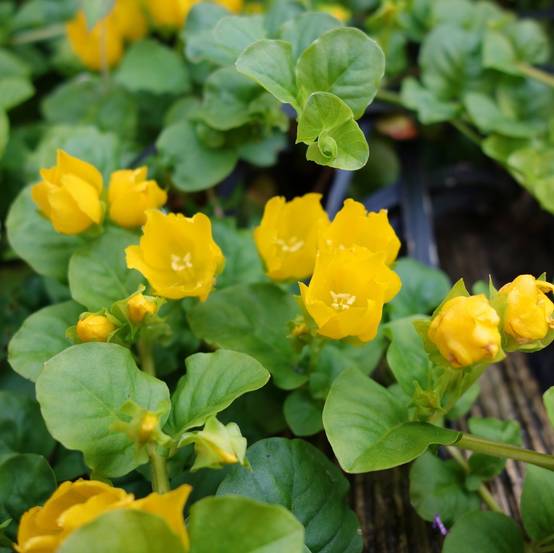 Lysimaque nummulaire - Lysimachia nummularia - Image 3