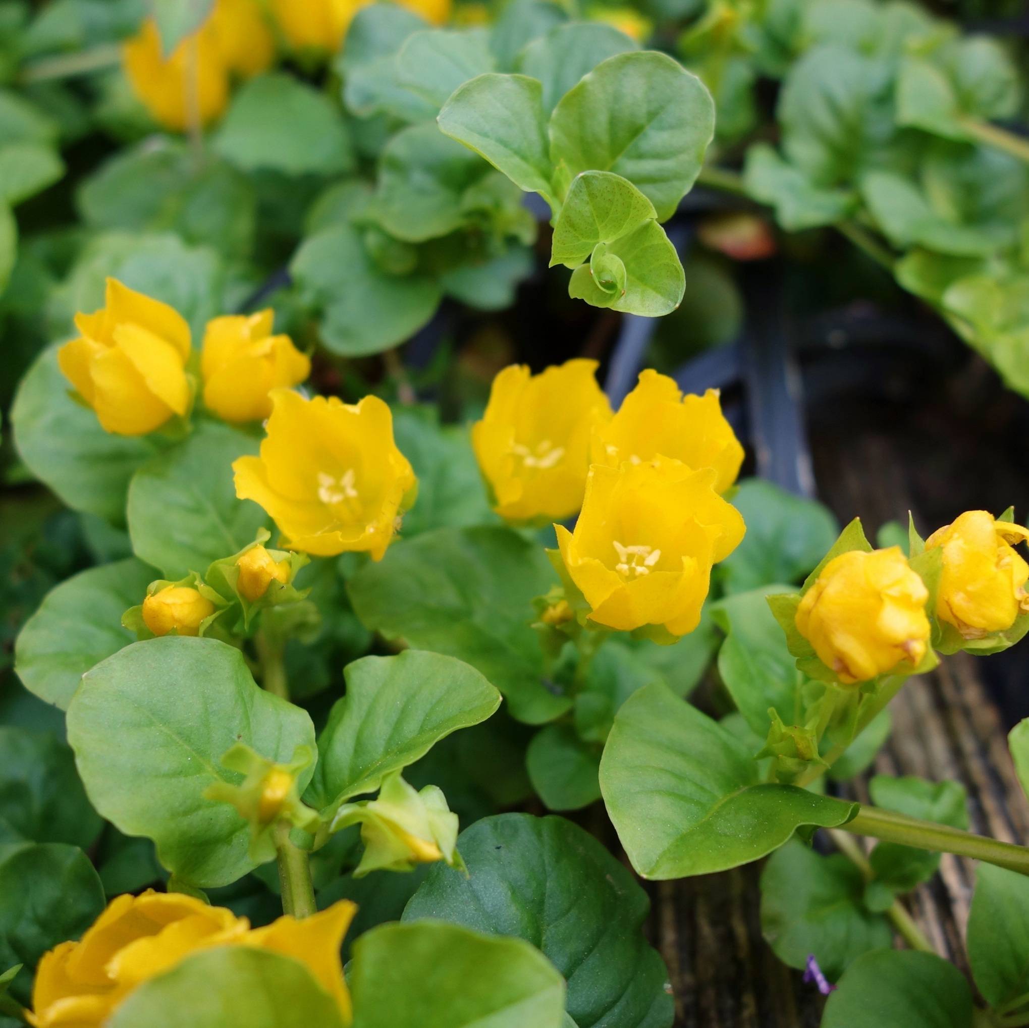 Lysimaque nummulaire - Lysimachia nummularia - Image 3