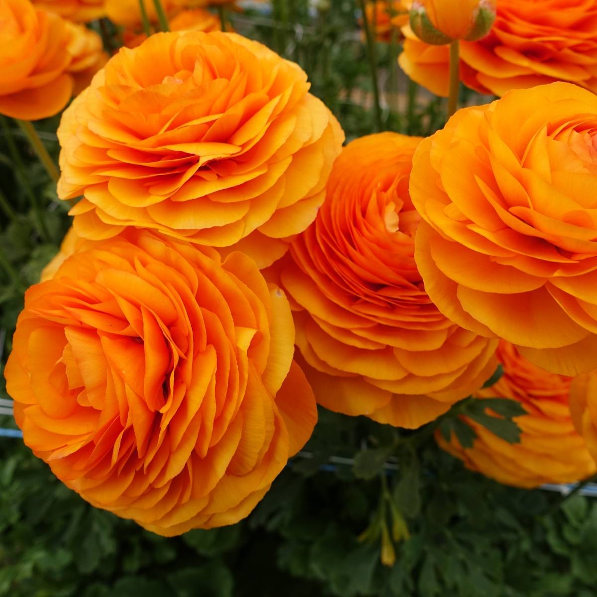 Promesse de Fleurs - Renoncule des fleuristes Romance Digne – Ranunculus asiaticus Bulbe calibre 8+
