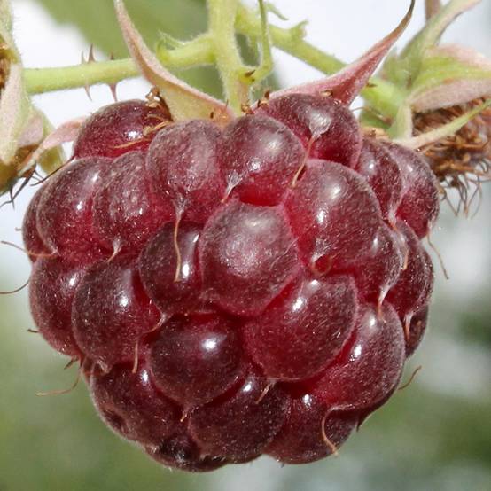 Framboisier remontant Malling Passion - Rubus idaeus (remontant) Pot de 2L/3L