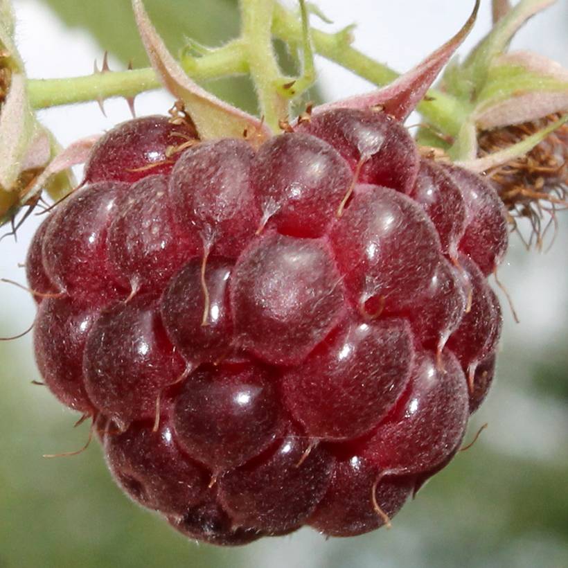 Framboisier remontant Malling Passion - Rubus idaeus (remontant) Pot de 2L/3L