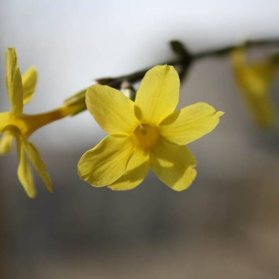 Jasmin d'Hiver (Jasminum Nudiflorum) - Conteneur 1,5L - Pépinières Naudet - Image 3