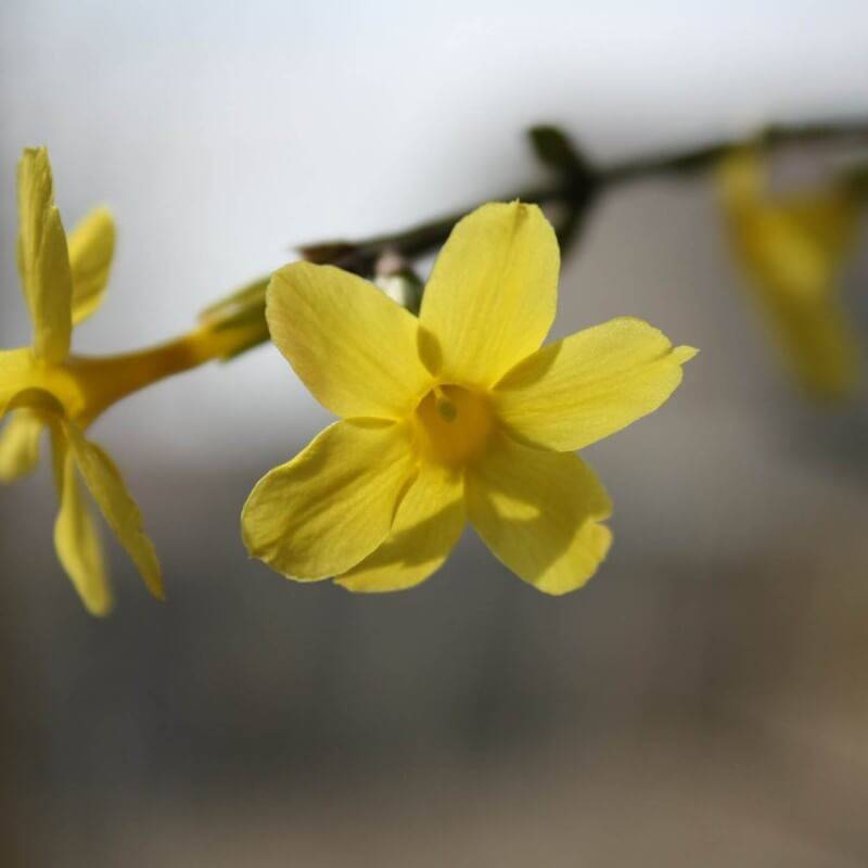 Jasmin d'Hiver (Jasminum Nudiflorum) - Conteneur 1,5L - Pépinières Naudet - Image 3