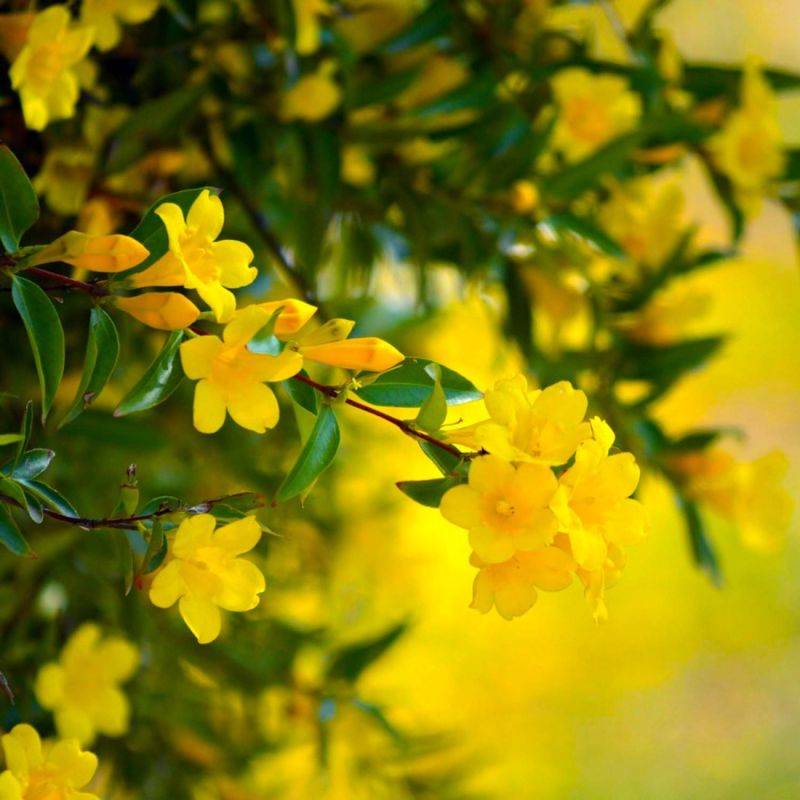 Jasmin d'Hiver (Jasminum Nudiflorum) - Conteneur 1,5L - Pépinières Naudet - Image 1