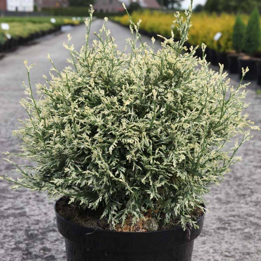 Chamaecyparis lawsoniana Pearly Swirls - Cyprès de Lawson Pot de 2L/3L - Image 1