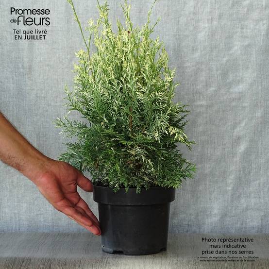 Chamaecyparis lawsoniana Pearly Swirls - Cyprès de Lawson Pot de 2L/3L - Image 2
