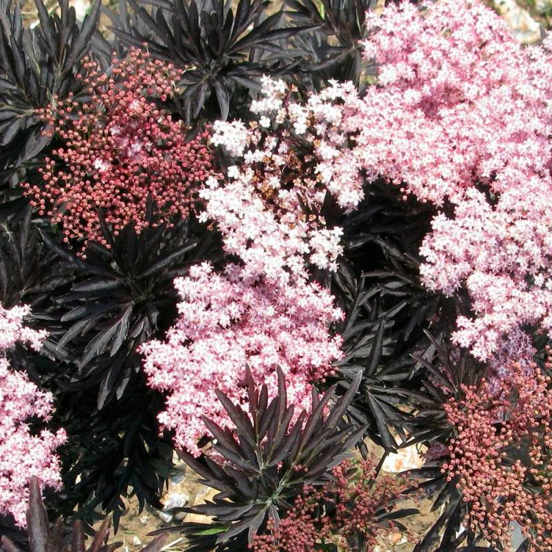 Sureau noir Laced Up® 'SNR 1292', Sambucus à fleurs Blanche - feuillage Caduc - Pot de 3L - 20/40 cm- hauteur à maturité De 3,00 m à 5,00 m - Image 2