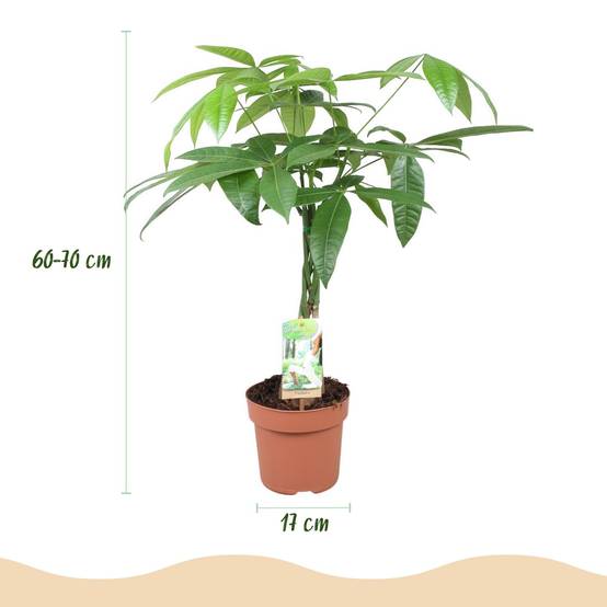 Pachira Aquatica Tronc Tressé - D17 H70cm - Image 4