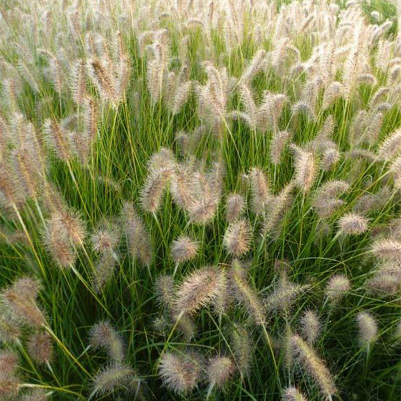 Pennisetum alopecuroides Goldstrich - Herbe aux écouvillons Godet de 8/9 cm