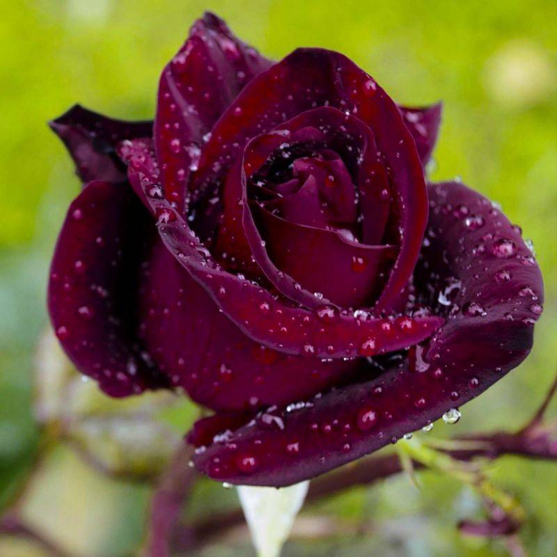 Rosier 'Black Baccara® Meidebenne' - Conteneur 3L - Pépinières Naudet - Image 1