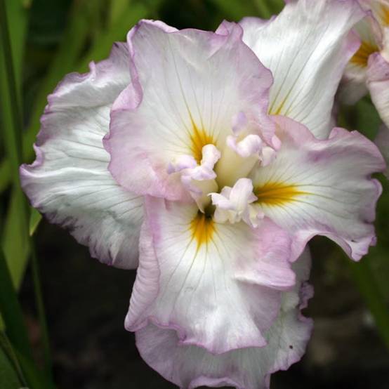 Iris du Japon - Iris ensata Lady in Waiting Godet de 8/9 cm