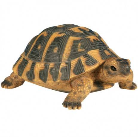 Riviera - Tortue Hermann GM  24 cm