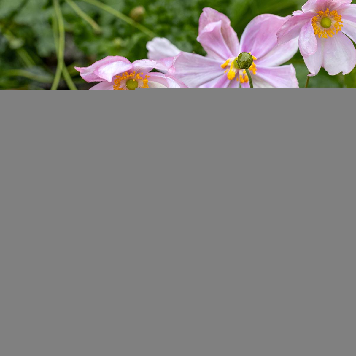 Anémone du Japon Crispa (Lady Gilmour) Pot de 2L/3L