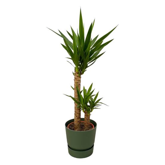 Yucca et son pot- La Green Touch Vert + Reservoir - Hauteur 100cm