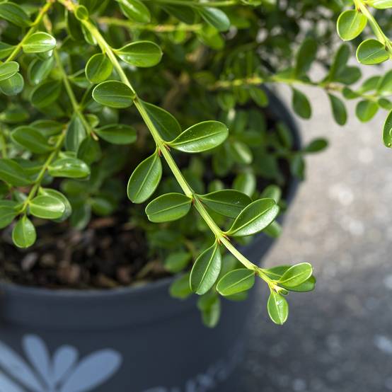 Promesse de Fleurs - Buis - Buxus Betterbuxus Renaissance Pot de 3L/4L