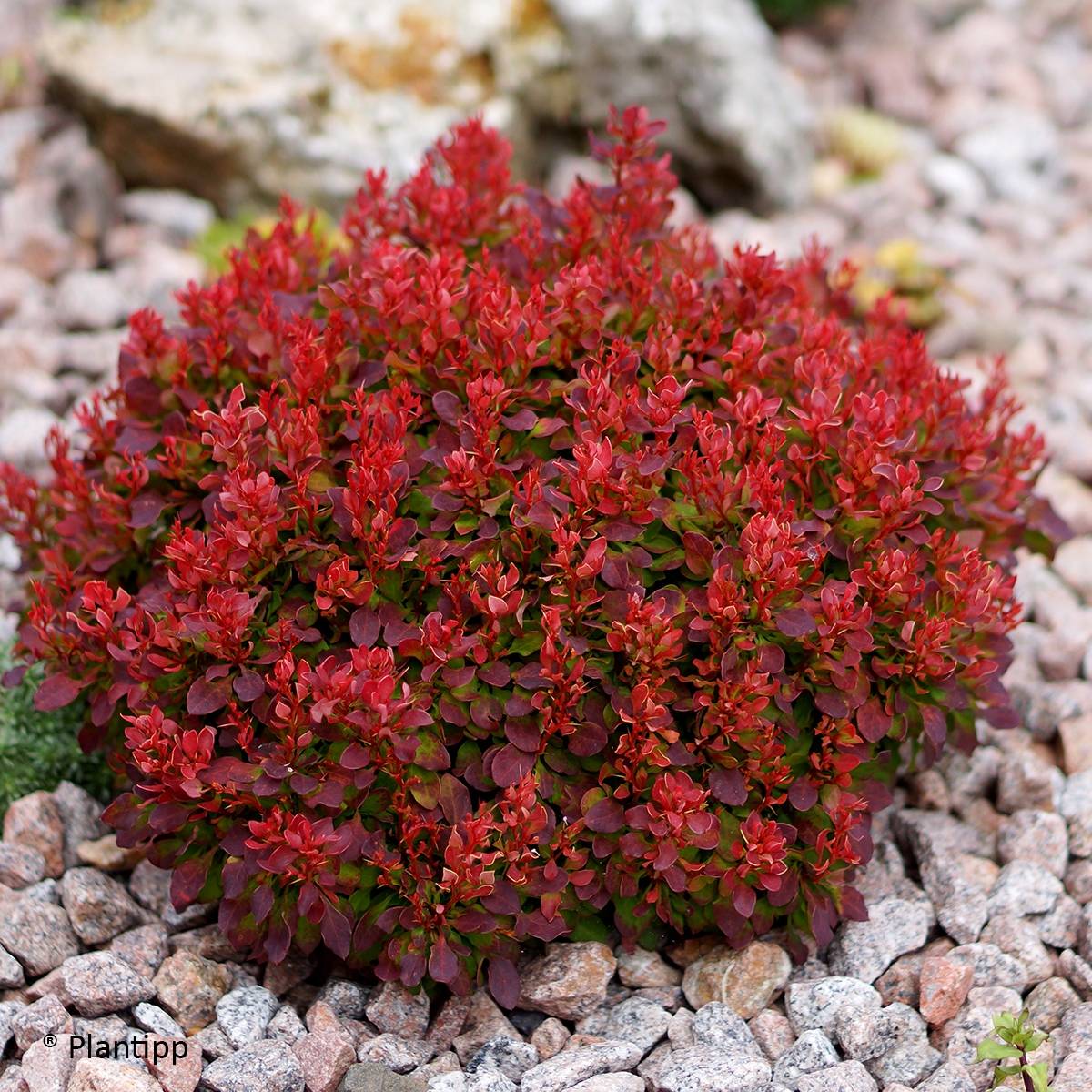 Promesse de Fleurs - Berberis thunbergii Lutin Rouge -  Epine-vinette naine Pot de 2L/3L