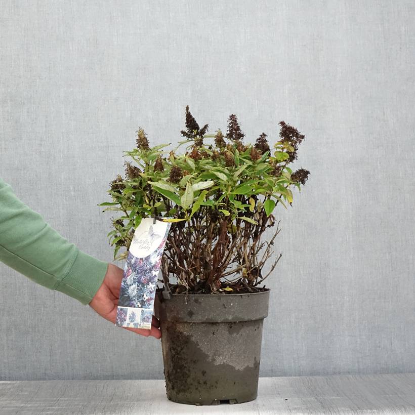 Buddleja davidii Butterfly Candy Trio Little Purple, Litttle Pink, Little Lila - Arbres aux papillons nains  Pot de 4L/5L - Image 2