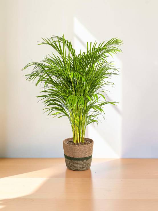 Dypsis Areca Lutescens - H120cm - Image 1