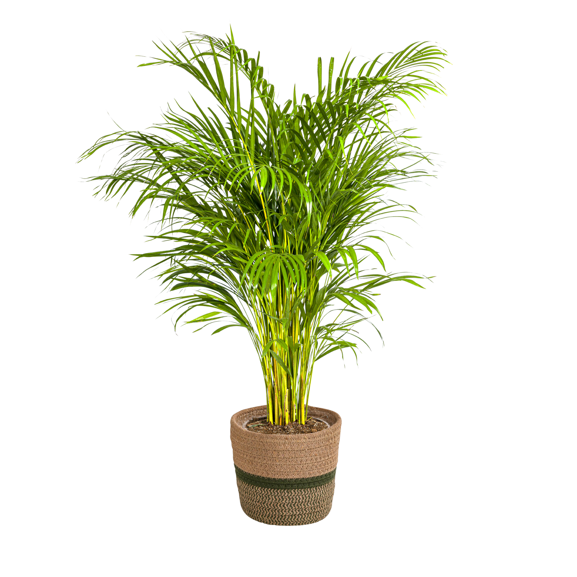 Dypsis Areca Lutescens - H120cm - Image 4