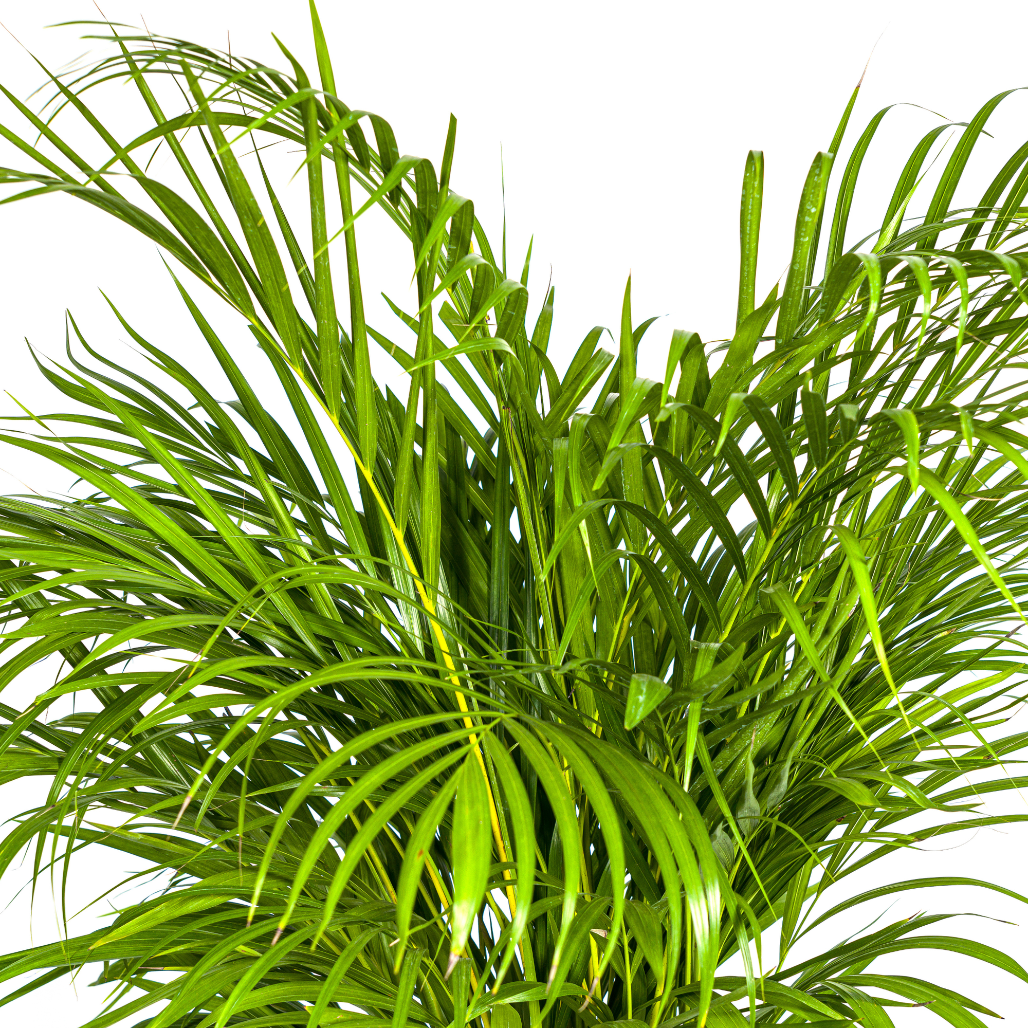 Dypsis Areca Lutescens - H120cm - Image 2