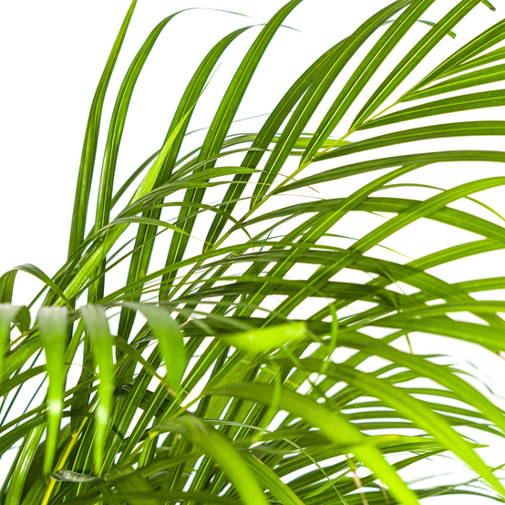 Dypsis Areca Lutescens - H120cm - Image 5