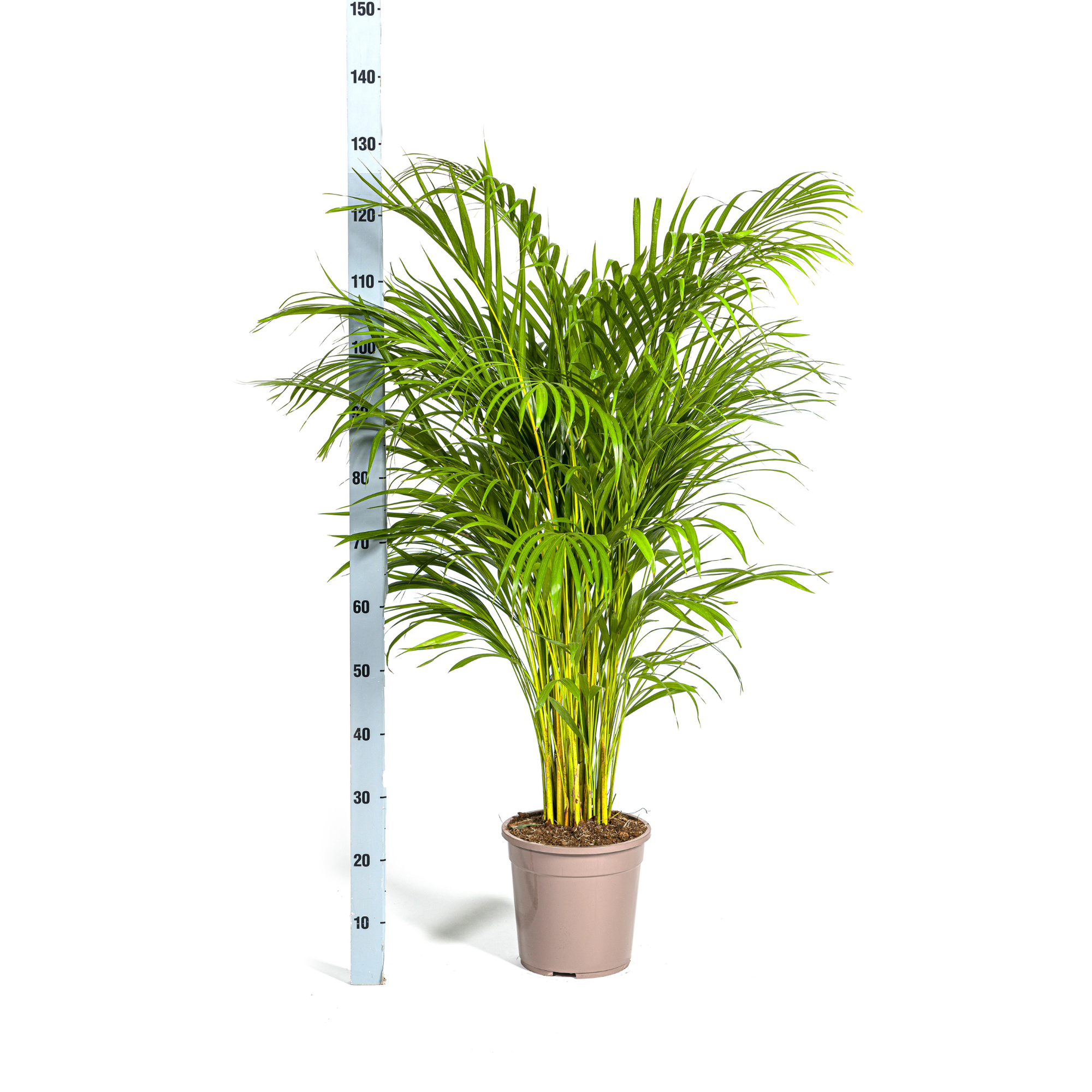 Dypsis Areca Lutescens - H120cm - Image 3