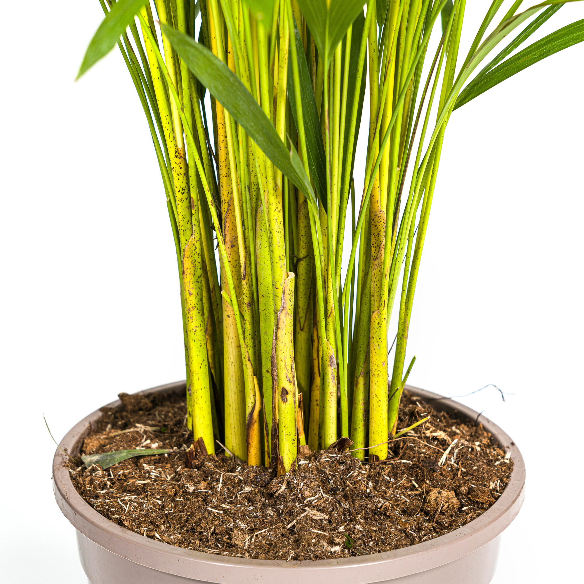 La Green Touch - Dypsis Areca Lutescens - H120cm - Image 6
