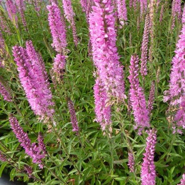 Veronica spicata Barcarolle - Véronique en épi Barcarolle Godet de 8/9 cm