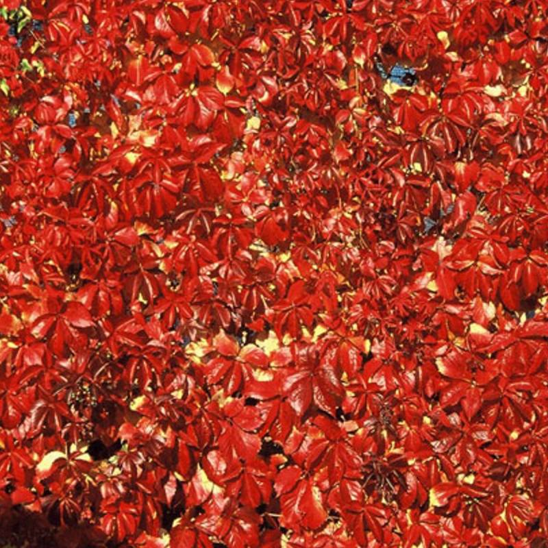 Vigne Vierge quinquefolia Red wall® 'Troki' - Godet - 5/20 cm - Image 1