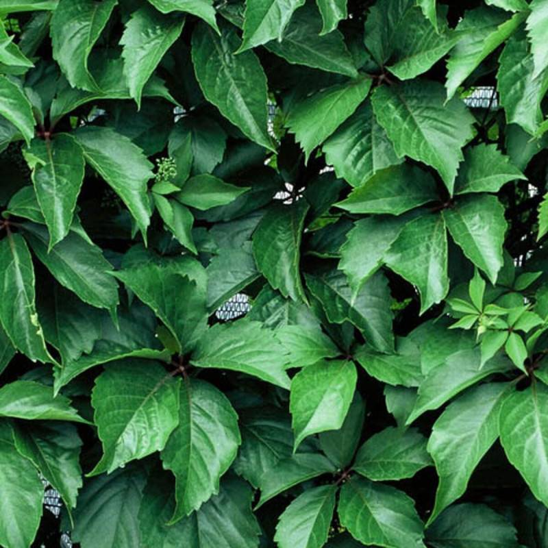 Vigne Vierge quinquefolia Red wall® 'Troki' - Godet - 5/20 cm - Image 2
