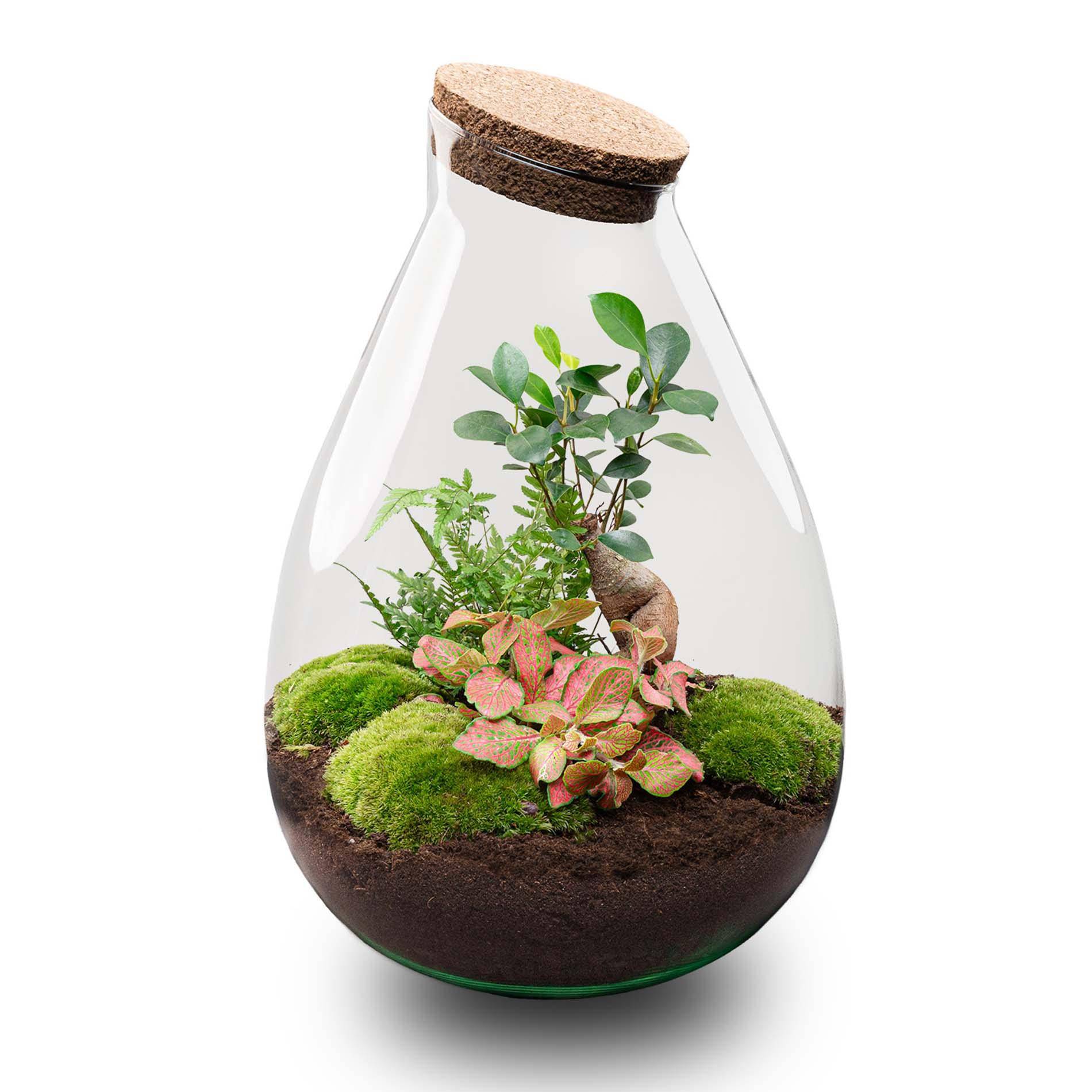 Terrarium à composer goutte en verre recyclé - Ø29-H37cm - sans outils - Terrarium DIY - Image 1