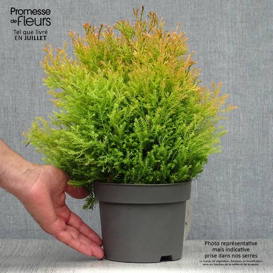 Thuya du Canada - Thuja occidentalis Rheingold Pot de 2L/3L - Image 2
