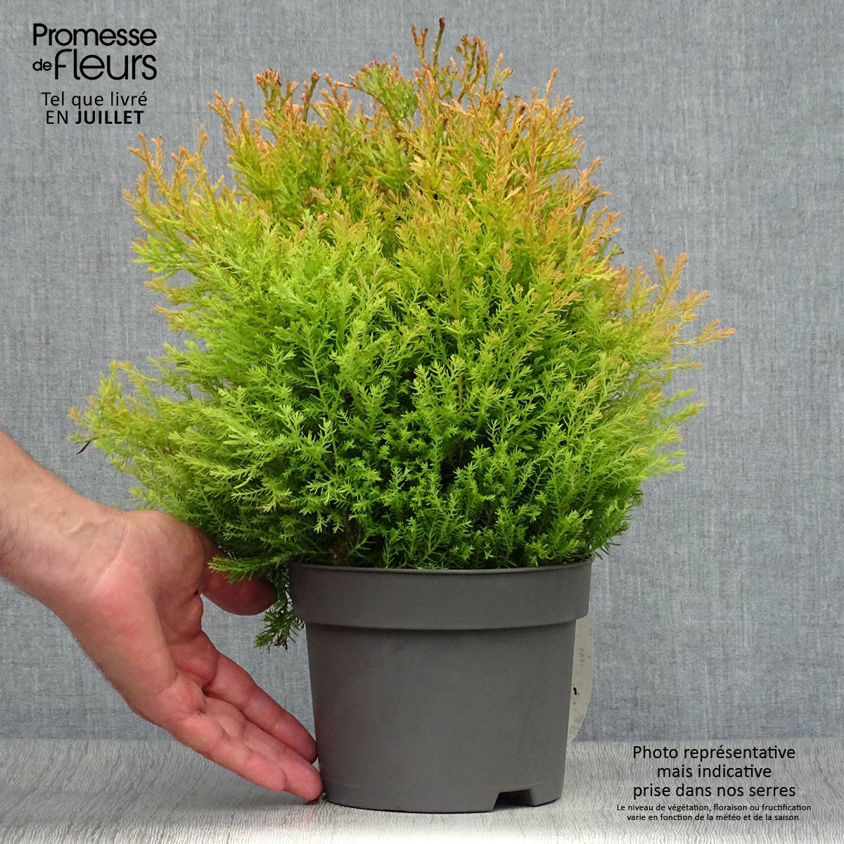 Thuya du Canada - Thuja occidentalis Rheingold                   Pot de 2L/3L - Image 2