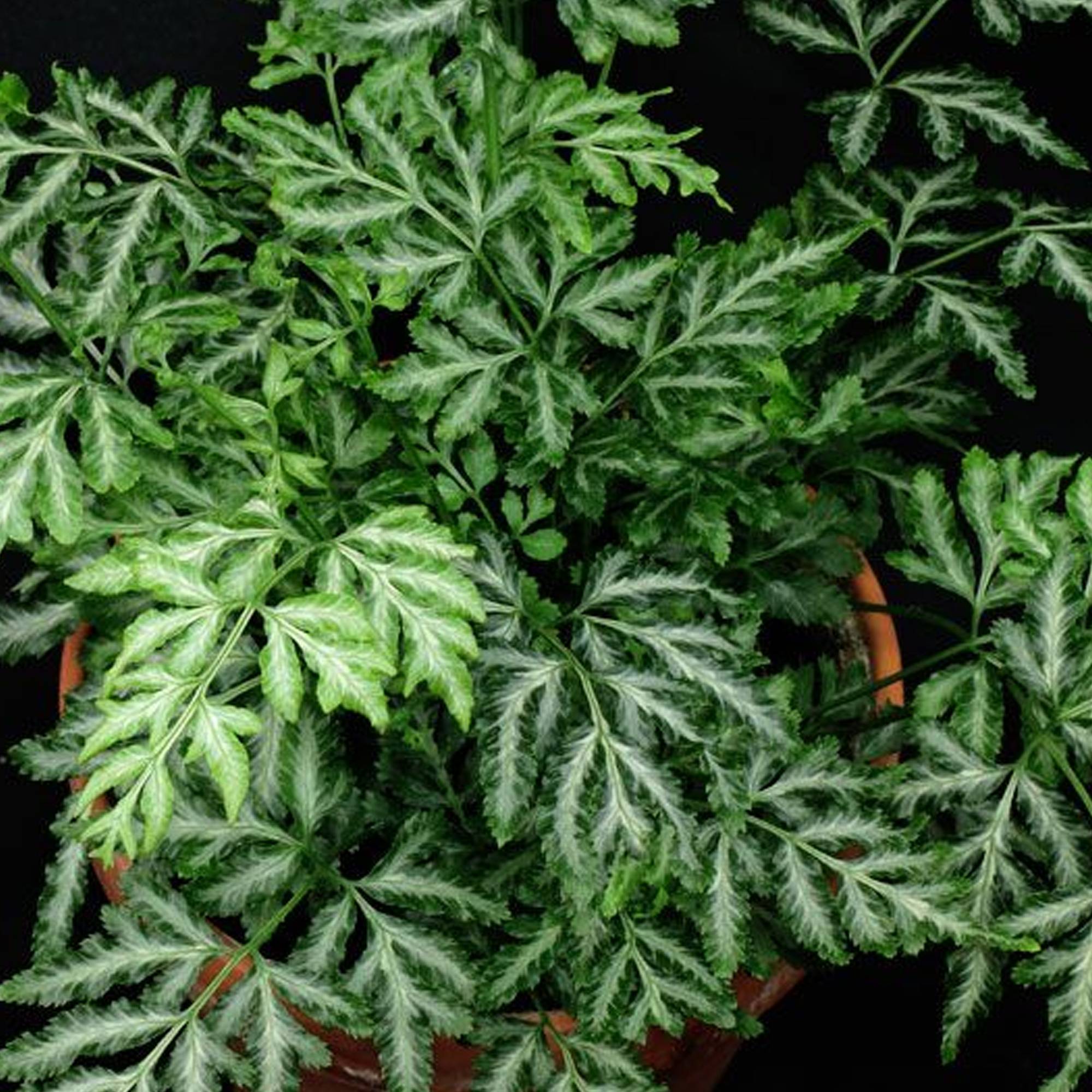 Gardenersdream - Pteris Albolineata - Pteris De Crête | Fougère D'Intérieur | Plante De 25 À 35 Cm En Pot - GardenersDream - Image 3