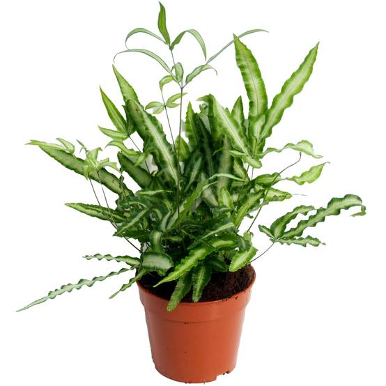 Gardenersdream - Pteris Albolineata - Pteris De Crête | Fougère D'Intérieur | Plante De 25 À 35 Cm En Pot - GardenersDream - Image 2
