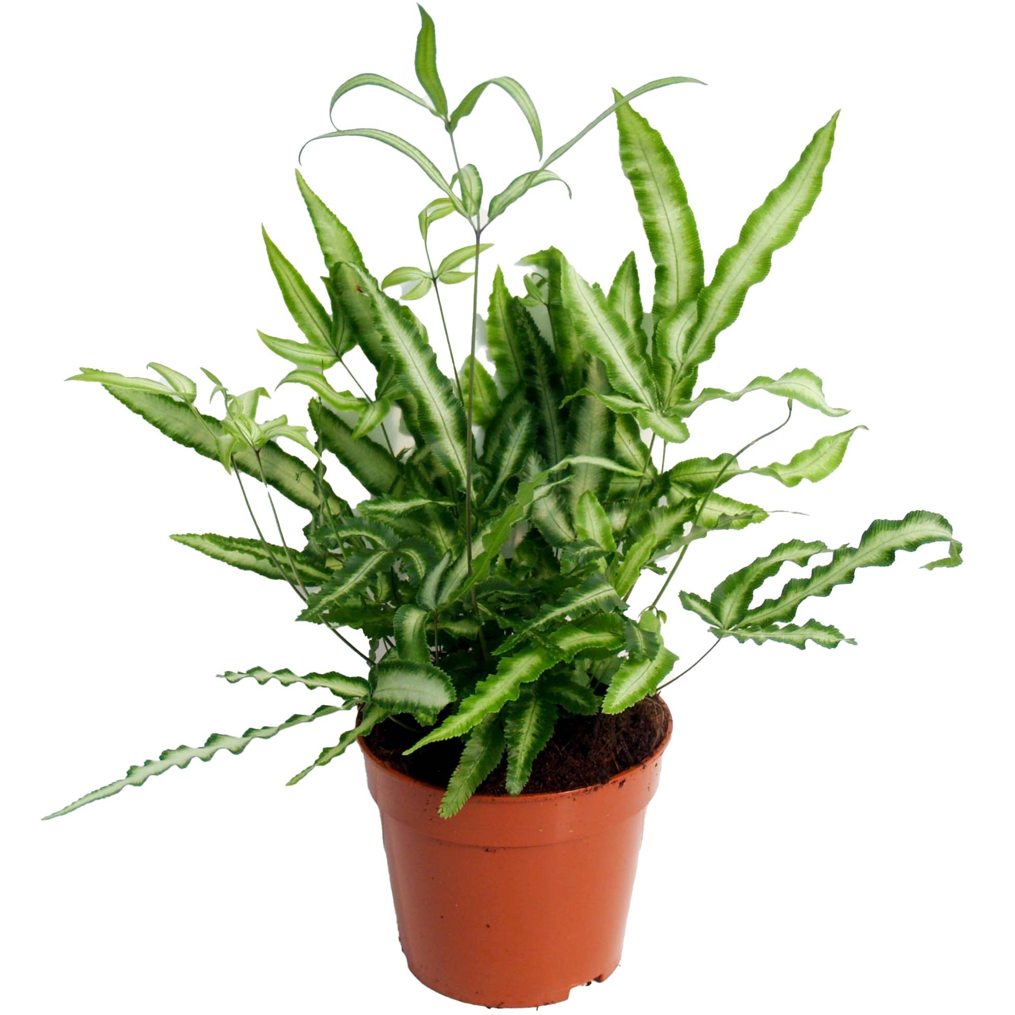 Gardenersdream - Pteris Albolineata - Pteris De Crête | Fougère D'Intérieur | Plante De 25 À 35 Cm En Pot - GardenersDream - Image 2