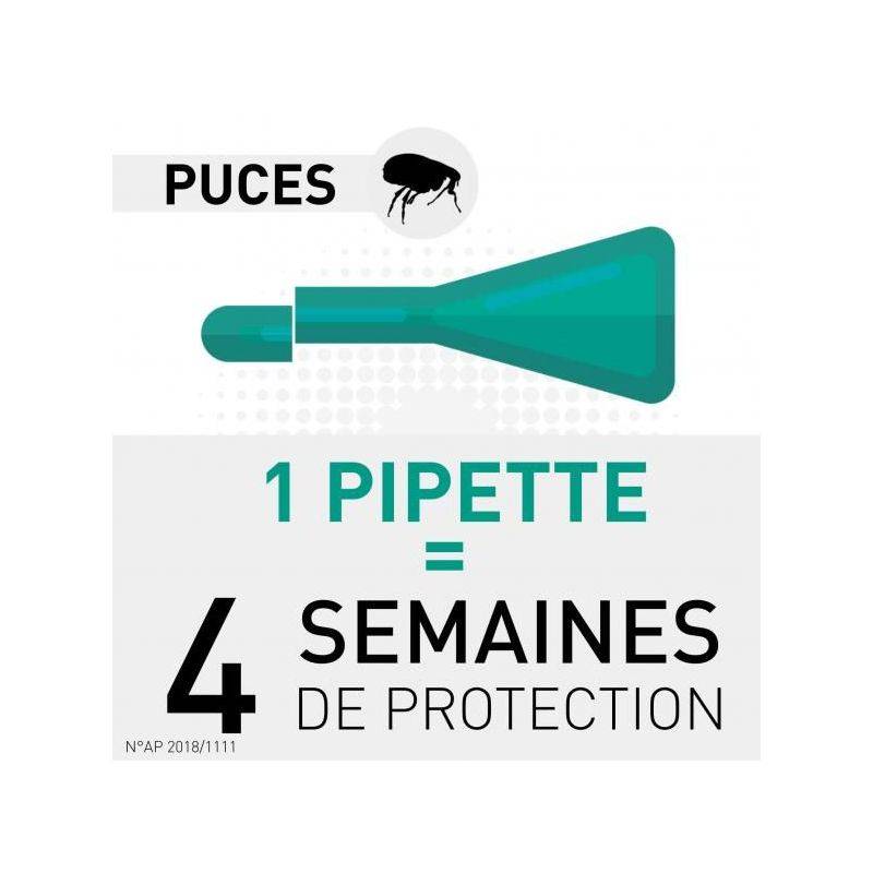 Frontline - FRONTLINE CHAT SPOT ON -  BOEHRINGER 1 pipette - Image 3