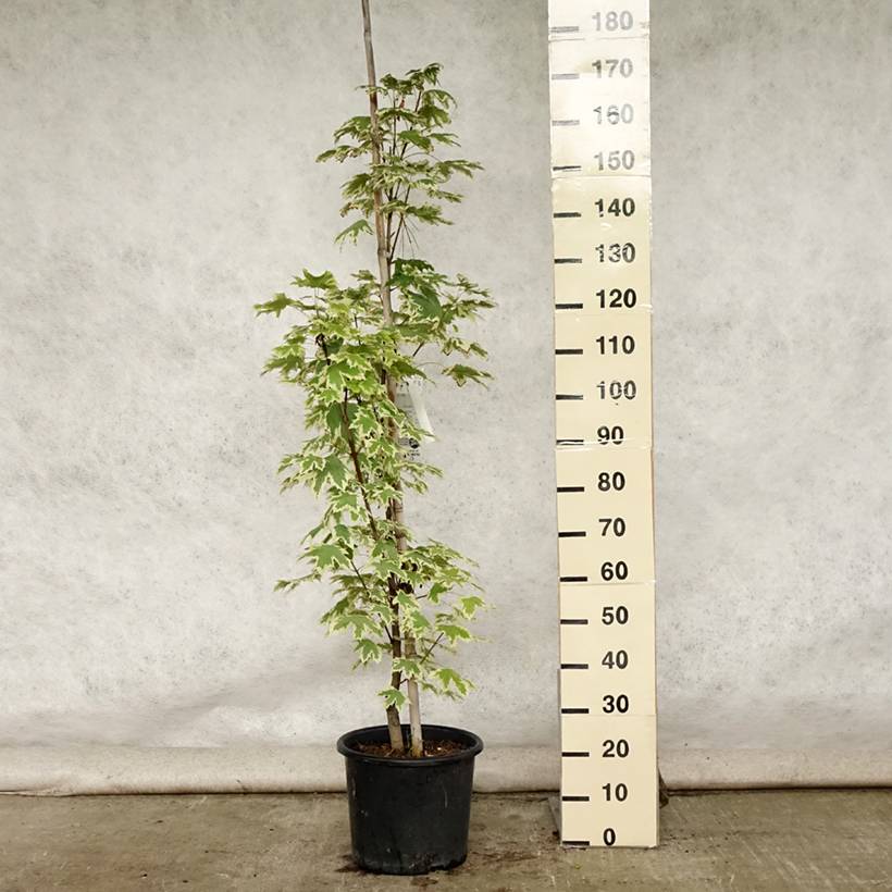 Promesse de Fleurs - Erable plane - Acer platanoides Drummondii Pot de 12L/15L, Baliveau - Image 2