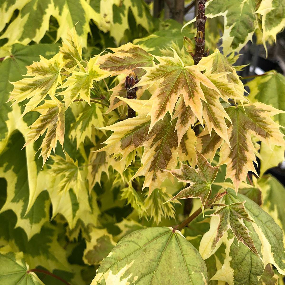 Promesse de Fleurs - Erable plane - Acer platanoides Drummondii Pot de 12L/15L, Baliveau - Image 1