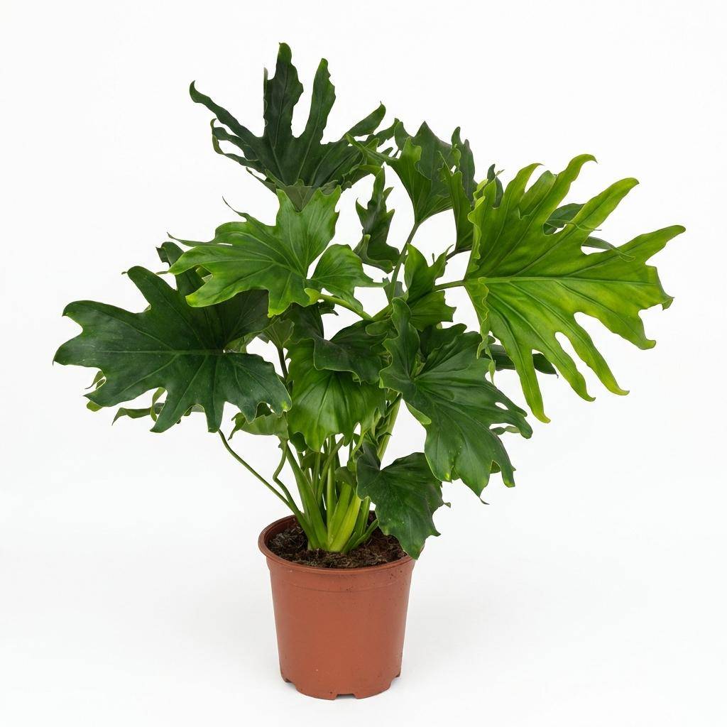 Philodendron - Philodendron Lickety split - Pot de 19cm - Hauteur 70cm - Sans cache-pot - Plantes d'intérieur - Image 1