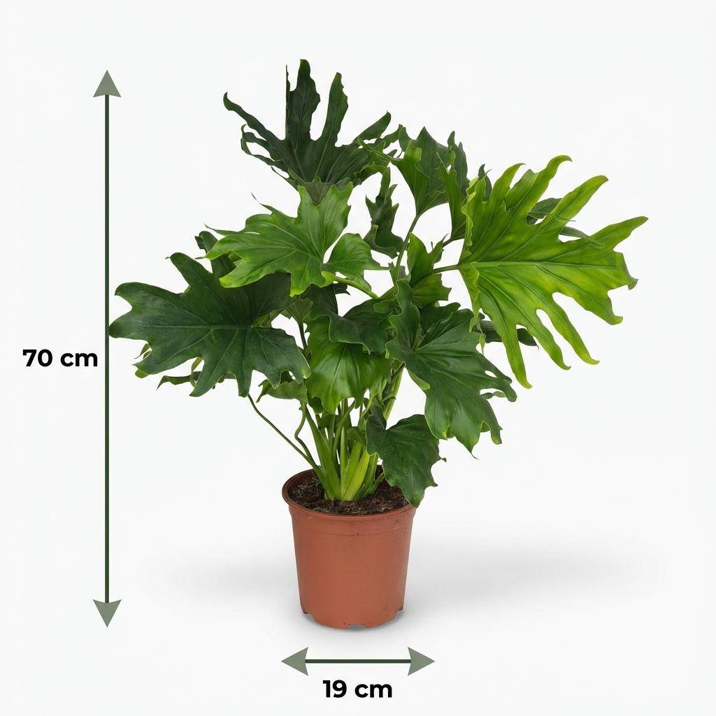 Philodendron - Philodendron Lickety split - Pot de 19cm - Hauteur 70cm - Sans cache-pot - Plantes d'intérieur - Image 5