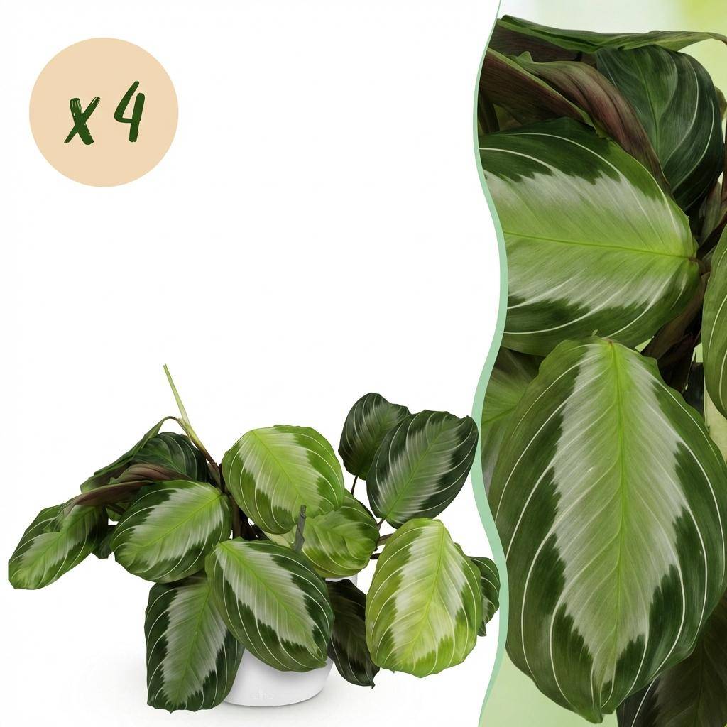 Maranta Fascinator Silverband - Pet-friendly - Pot de 12cm - Hauteur 25-35cm - 4 plantes - Blanc - Plantes d'intérieur